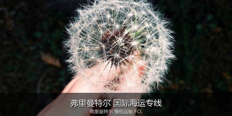海运拼箱与整柜运输优劣对比